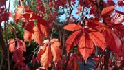 Blätter im Herbst. Foto B. Denscher
