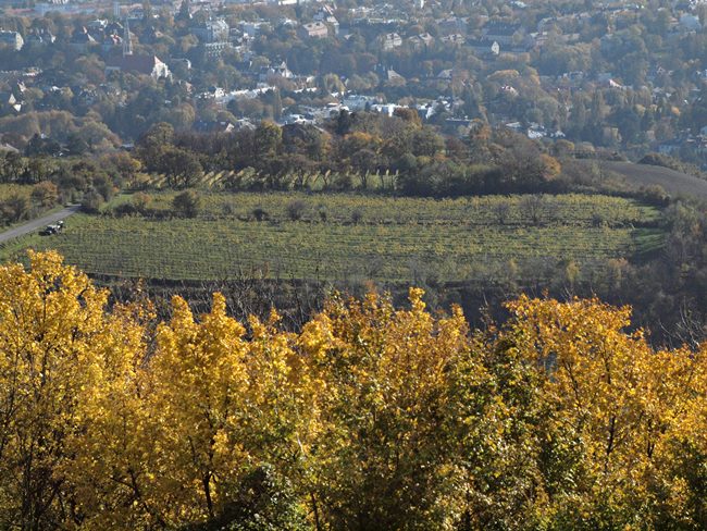 Blick vom Kahlenberg