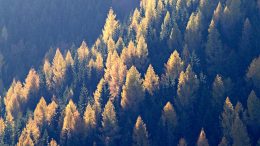 Waldimpressionen. Alle Fotos: K. Holzer
