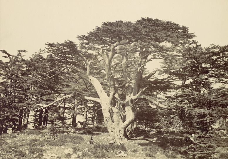 Francis Frith: Die größte Zeder des Libanon, 1857. Fotografie (Metropolitan Museum of Art, New York)