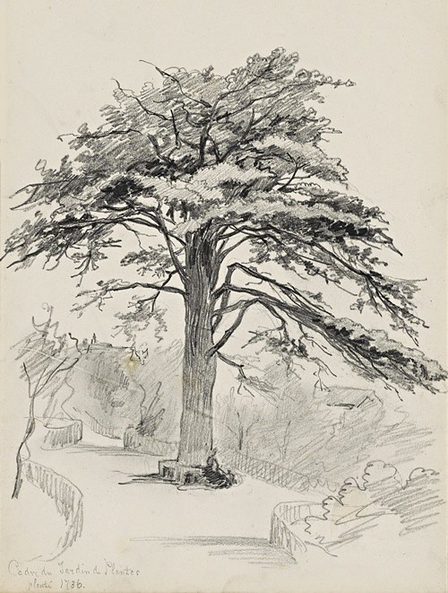 Gerriet Postma: 1736 gepflanzte Zeder aus dem Jardin des Plantes in Paris, 1858 (Rijksmuseum Amsterdam).