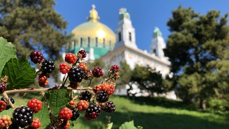 Aus dem Buch „Wildes Wien“: Brombeeren bei der Otto-Wagner-Kirche am Steinhof