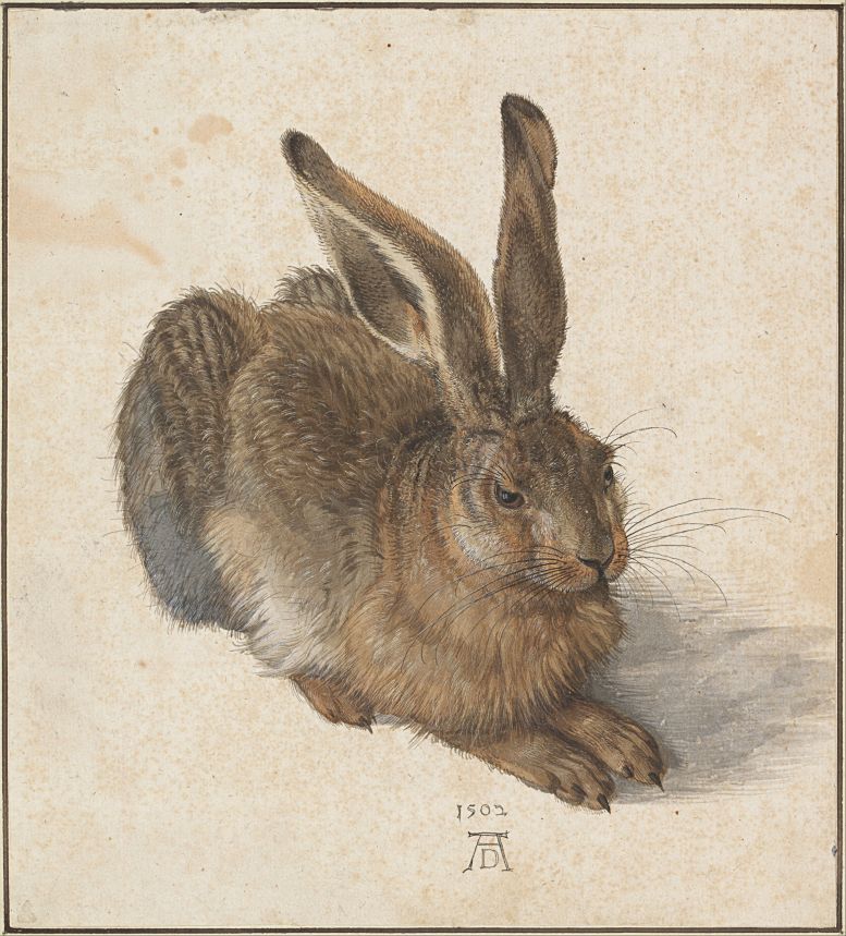 Albrecht Dürer: Feldhase (1502)