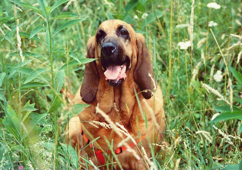 Der Bloodhound, den Jackie Higgins aufgrund seines eminenten Geruchssinns in den Mittelpunkt eines eigenen Kapitels stellt (Foto: Meagan, Wikimedia)