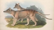 Der sogenannte „Beutelwolf“ oder „Tasmanische Tiger“ zeigt zwar in seiner Körperform und seinem Skelett eine starke Ähnlichkeit mit Hunden und Wölfen, ist jedoch enger mit den Kängurus und Wombats verwandt. „Die Geschichte dieses einzigartigen Tiers gehört allerdings zu den traurigsten in der gesamten Zoologie: Aufgrund der aggressiven Bejagung durch weiße Siedler wurde der Beutelwolf im frühen 20. Jahrhundert wahrscheinlich ausgerottet“ (David Bainbridge). Abb. aus dem zwischen 1845 und 1863 publizierten, mehrbändigen Werk „The Mammals of Australia“ von John Gould.