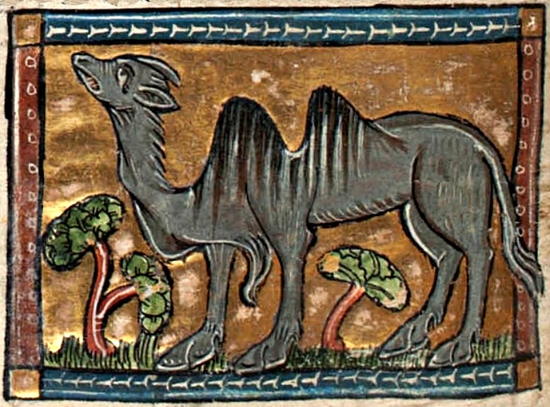 Zweihöckriges Kamel aus dem um 1270 entstandenen Buch „Der Naturen Bloeme“ des flämischen Schriftstellers Jacob van Maerlant