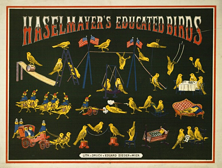 Franz Gerasch: HASELMAYERʼS EDUCATED BIRDS. Um 1868. Farblithografie, 920 mm x 1195 mm. Albertina Wien
