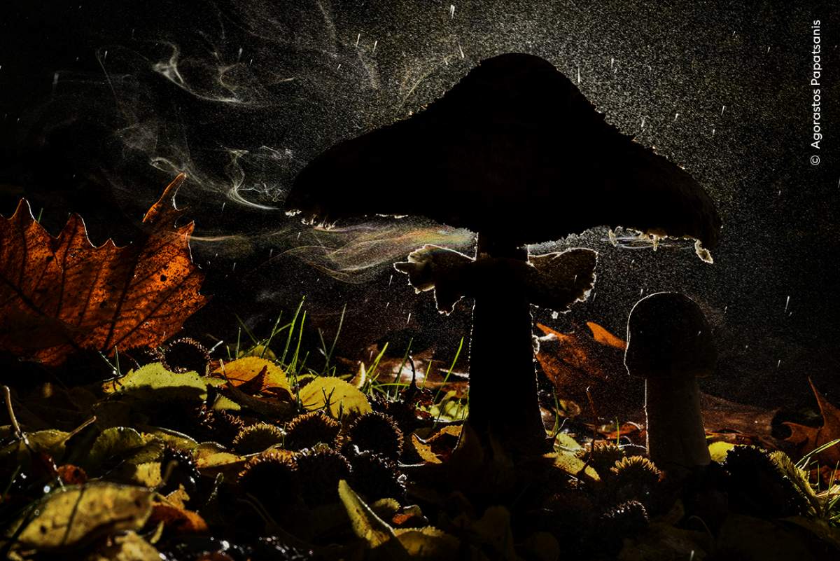 „Der letzte Hauch des Herbstes“ © Agorastos Papatsanis, Griechenland. Sieger in der Kategorie „Das Reich der Pflanzen und Pilze“