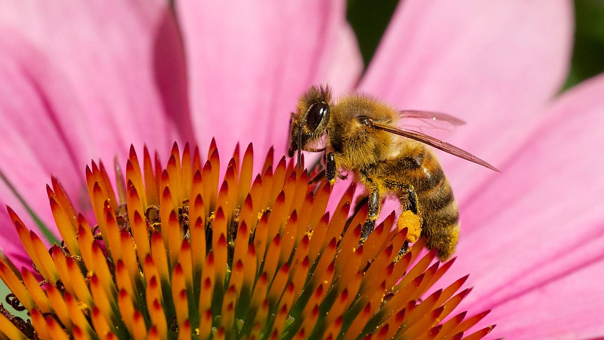 Biene auf einer Echinacea-Blüte (Foto: Wikimedia Commons / Sputniktilt, CC BY-SA 3.0)