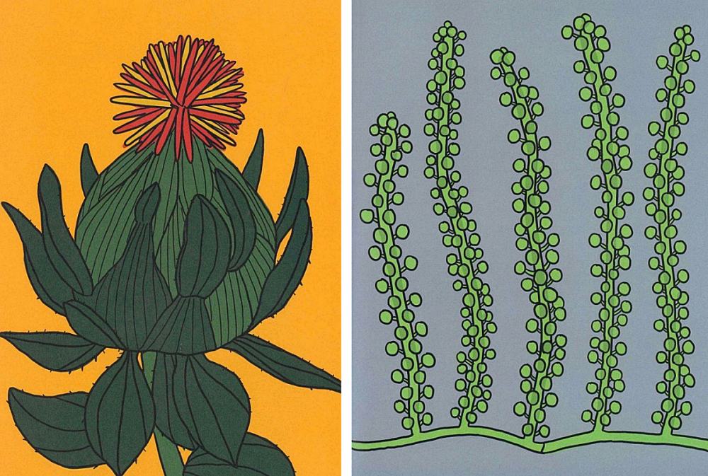 Illustrationen von Katie Kulla aus dem Buch „Pflanzen essen“, links: Färberdistel, rechts: Meerestraube  