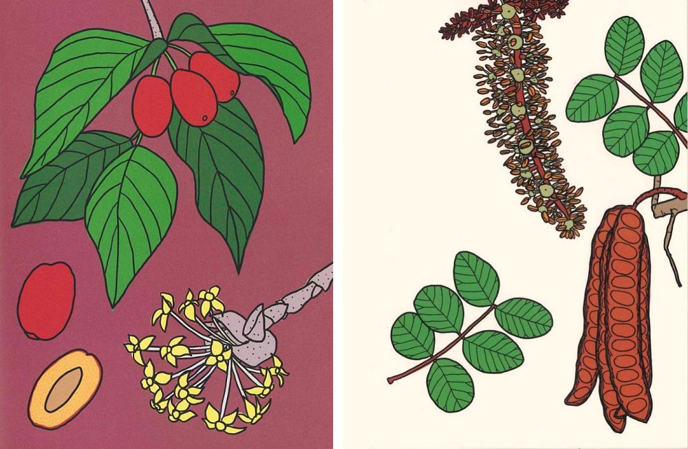 Illustrationen von Katie Kulla aus dem Buch „Pflanzen essen“, links: Kornelkirsche, rechts: Johannisbrot