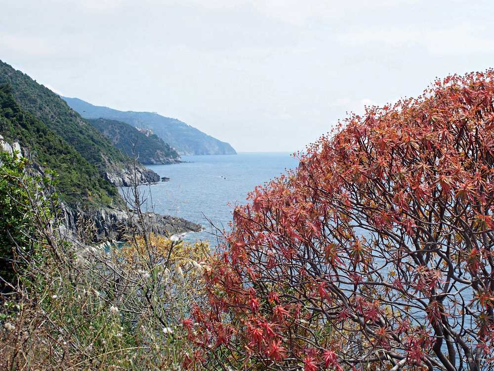 Cinque Terre 4 05