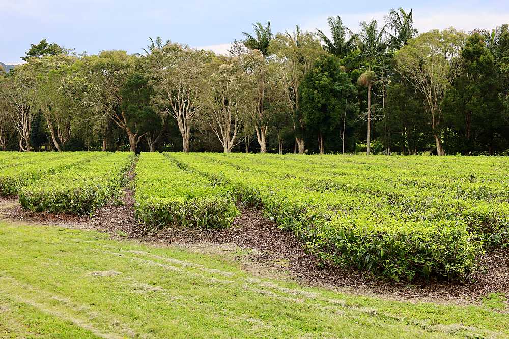 René Grohnert: Teefeld der Madura Tea Estate, Clothiers Creek, 2025