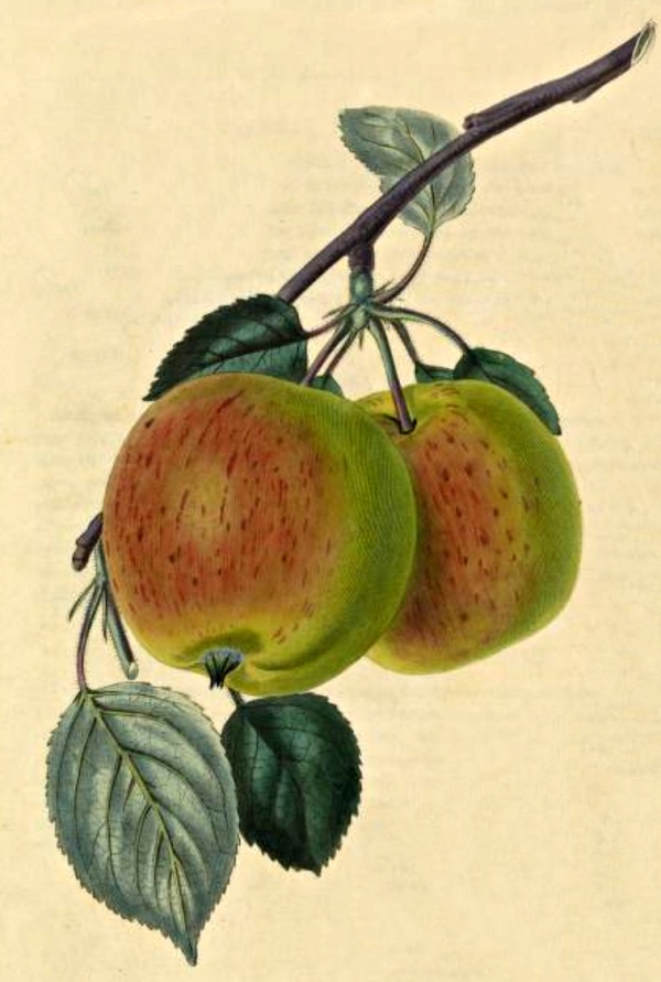 Kerry Pippin Apple (Charles McIntosh: Flora and Pomona. The British Fruit and Flower Garden. London 1829. Kap. XII)