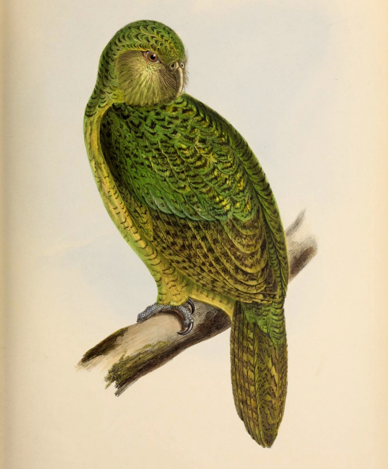 Kakapo (Strigops habroptilus). Aus: George R. Gray: The Genera of Birds. Band 2, 1849
