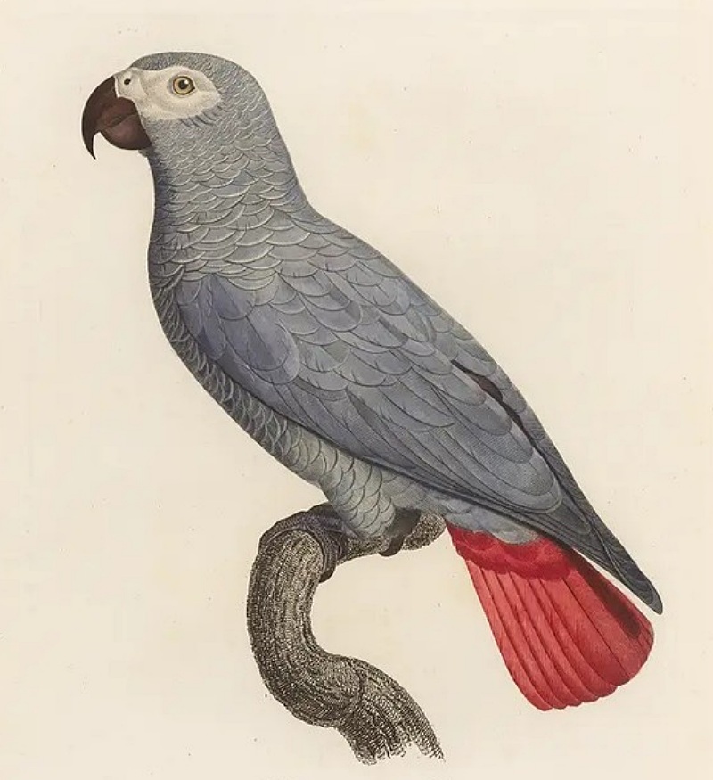 Der Graupapagei, Psittacus erithacus, gilt als die sprechbegabteste Papageienart. Aus: François Levaillant: Histoire naturelle des perroquets. Band 2, 1805.