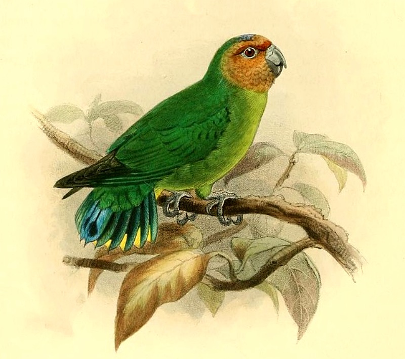 Micropsitta pusio, die kleinste Papageienart. Aus: George Dawson Rowley u.a.: Ornithological miscellany. 1876