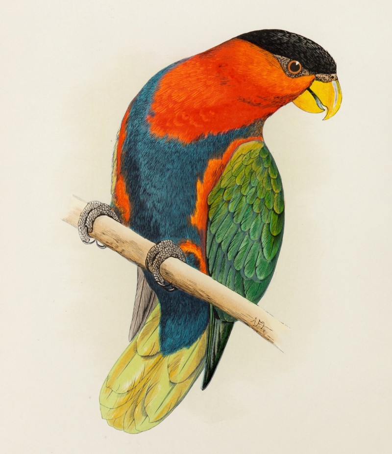 Alexander Francis Lydon: Frauenlori (Lorius lory). Um 1885 (Artvee)