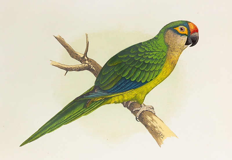 Alexander Francis Lydon: Golden-crowned conure (Goldscheitelsittich). Um 1885 (Artvee)