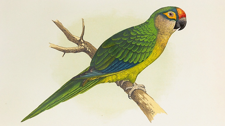 Alexander Francis Lydon: Golden-crowned conure (Goldscheitelsittich). C. 1885